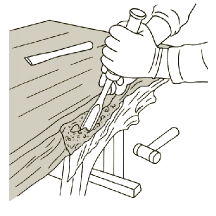 耳についている皮を取り除く