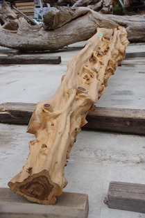 カイヅカイブキ