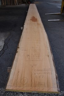 アフリカマホガニー